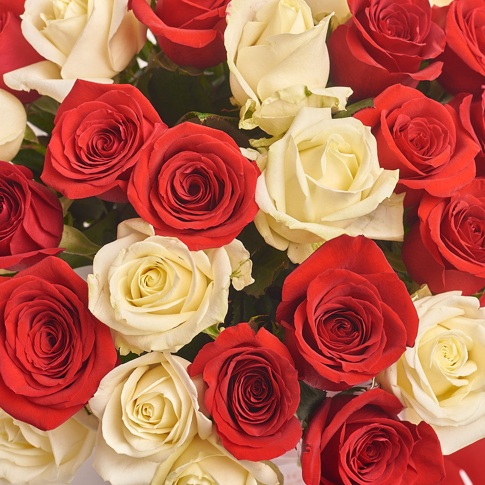 Box 31 Red and White Rose